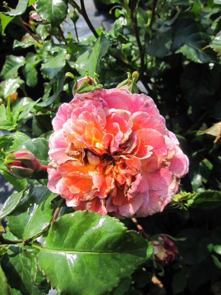 Rosa Limesjuwel